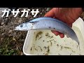 タモ網を沈めるだけで、とんでもない魚を捕獲してしまった