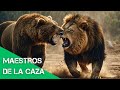 Maestros de la caza: Los depredadores naturales |  Free Documentary Nature - Español