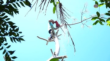 Vua Khỉ cưa cây Cóc to ôm không giáp.