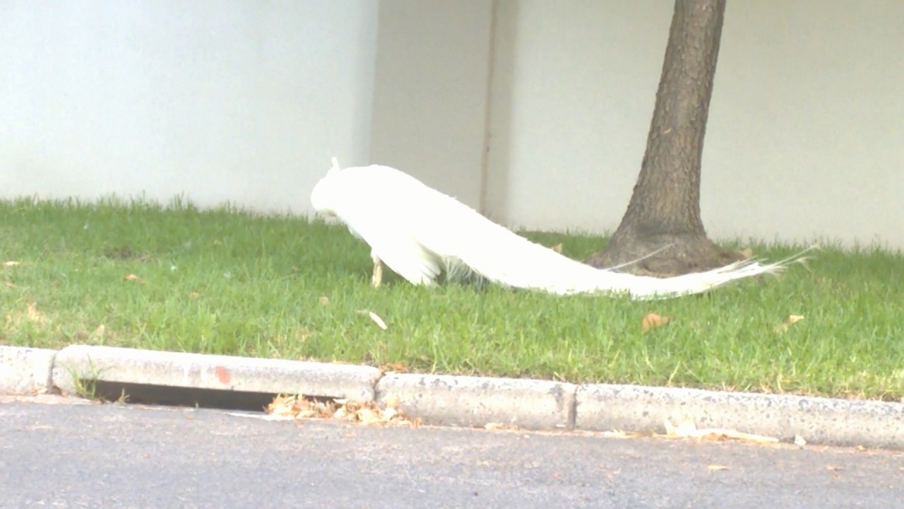 White Peacock YouTube