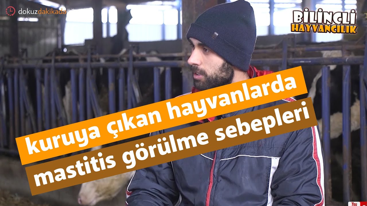 Kuruya Çıkan Hayvanlarda Mastitis Görülme Sebepleri - Bilinçli Hayvancılık -KISA KISA