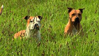 American Staffordshire Terrier: Informationen zur Rasse
