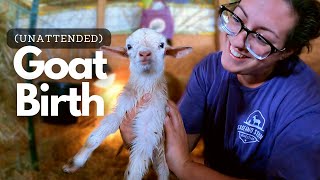 Baby Didn't BREATHE for FOUR Minutes! (Trust The Process?) | Goat Birth VLOG