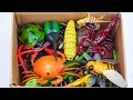 ZURU ROBO ALIVE COLLECTION | UNBOXING Robot Crab, New Robo Alive Giant Creeper Insect | ASMR