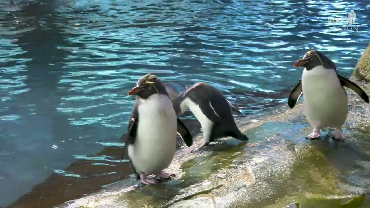 Junger Felsenpinguin im Zoo Berlin - Young Rockhopper Penguin at Zoo Berlin