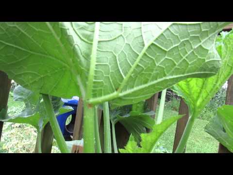 Identifying the Striped Cucumber Beetle & Searching for Insect Eggs: Under the Leaves! - TRG 2014