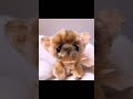 モールで作った 極小チワワ　miniature Chihuahua Puppy