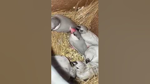 MashAllah silver java kay chicks aya gia 😍 #faizanhafeez #java