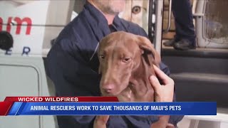 Animal rescuers work to save thousands of Maui's pets