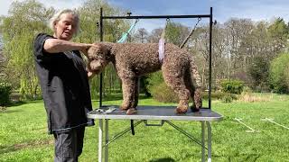 Lagotto Show Groom 5 by Louise Mizen Ferguson 2,788 views 2 years ago 7 minutes, 36 seconds