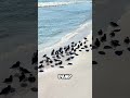 This Is How Birds Avoid the Cold on the Beach! 😲 #shorts