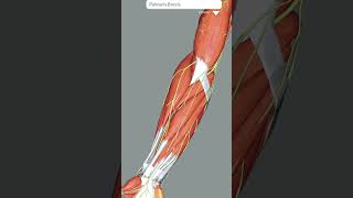 Human Hand Muscle 3D Animation Ke Dwara Dekhiye