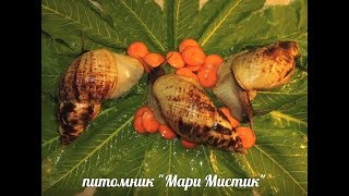 ИНБРИДИНГ У УЛИТОК АХАТИН , АРХАХАТИН - ЧЕМ ОПАСЕН ? ( ПИТОМНИК ИНБРИДИНГ У УЛИТОК АХАТИН , АРХАХАТИН - ЧЕМ ОПАСЕН ? ( ПИТОМНИК