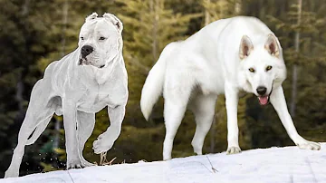 What is considered heavy for a dog?