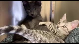 Tbaytel For Good - Thunder Bay and District Humane Society - Spay it Forward