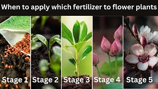 When To Apply Which Fertilizer to Flower Plants
