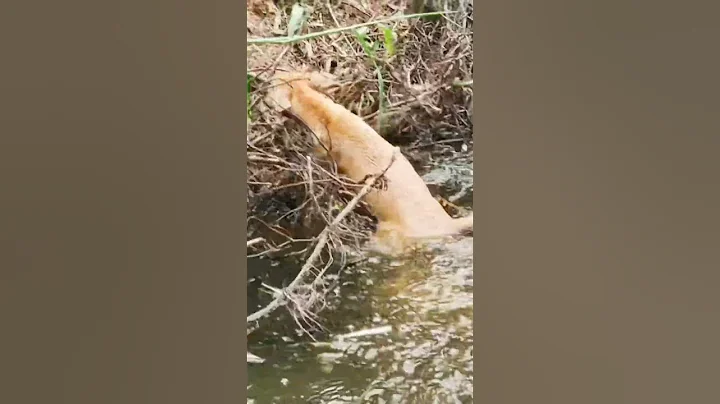 wow #dogs #cute #Watch #the #full #video #here👉https://youtu.be / Avsz-DdBHNE? si = 5Incrd2Dr9d41yk5