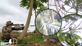 DH3m1T FR3eD0m//Nur1 K3d1r1