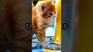 aventura con señor bigotes!¡🐱🐱