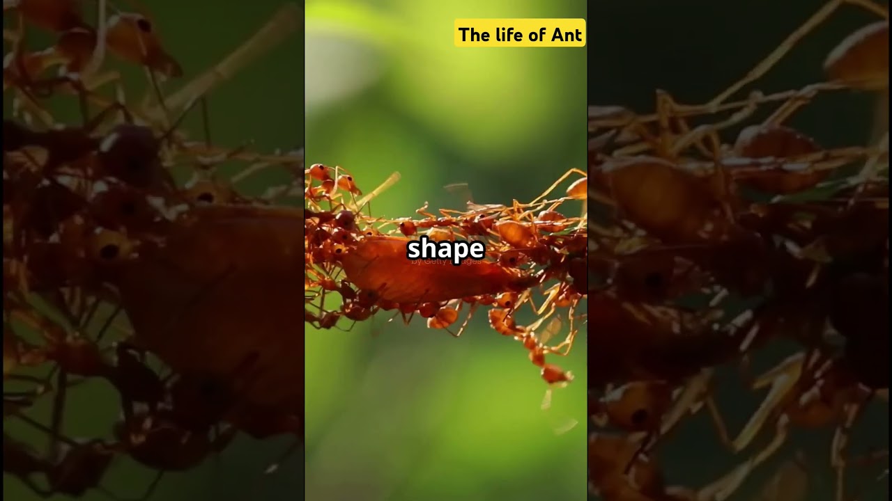 Nature's ingenious Architects!