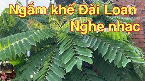Nghe nhạc ngắm khế đài loan | dung an suong | dung an suong travel