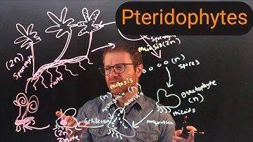 Pteridofyten: varens en hun verwanten