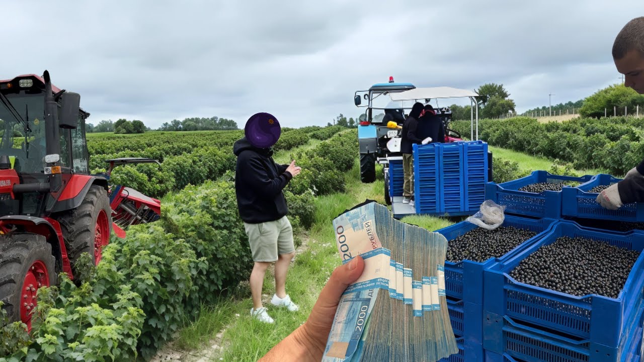 3 000 000 рублей с гектара каждый год! Черная смородина бьет рекорды по стоимости!