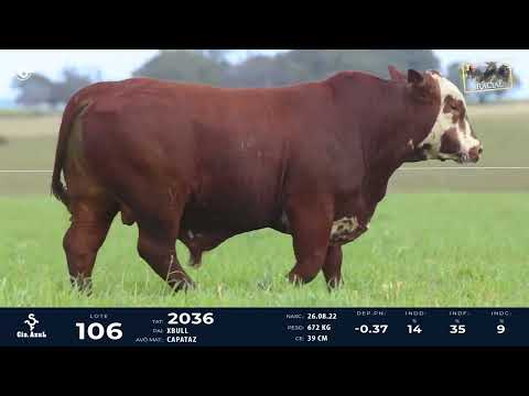 LOTE 106   TAT 2036 M Braford