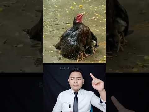 Video: Apa yang dimaksud dengan induk ayam?