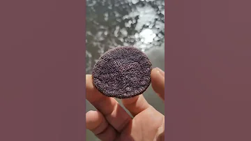 Одна из разновидностей морских ежей.