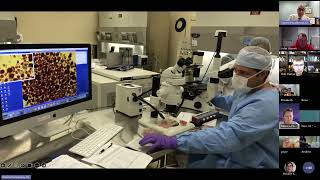 Let's Talk T1D Education Series - Cell Therapy 2024.10.24