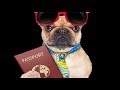 Мифы о ветеринарном паспорте — только полезная информация для людей, собирающихся купить щенка.