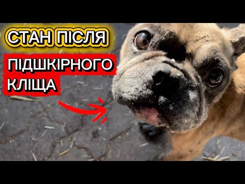 СТАН СОБАКИ ПІСЛЯ ПІДШКІРНОГО КЛІЩА! ЯК ВИЛІКУВАТИ БЕЗ НАСЛІДКІВ? ЯКЕ У НЬОГО САМОПОЧУТТЯ???