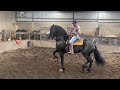 caballo Friesian importado de Holanda con chip y pasaporte agarrando baile, hijo de ALWIN 469
