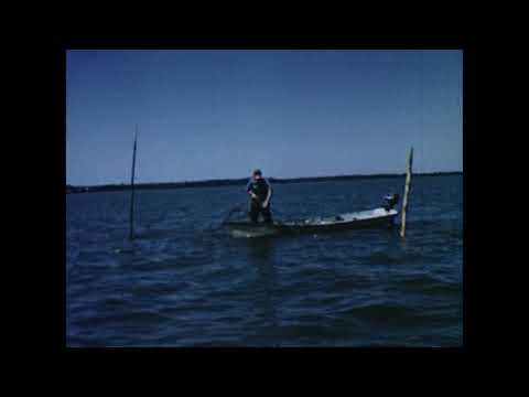 Commercial Fishing Chesapeake (1955)