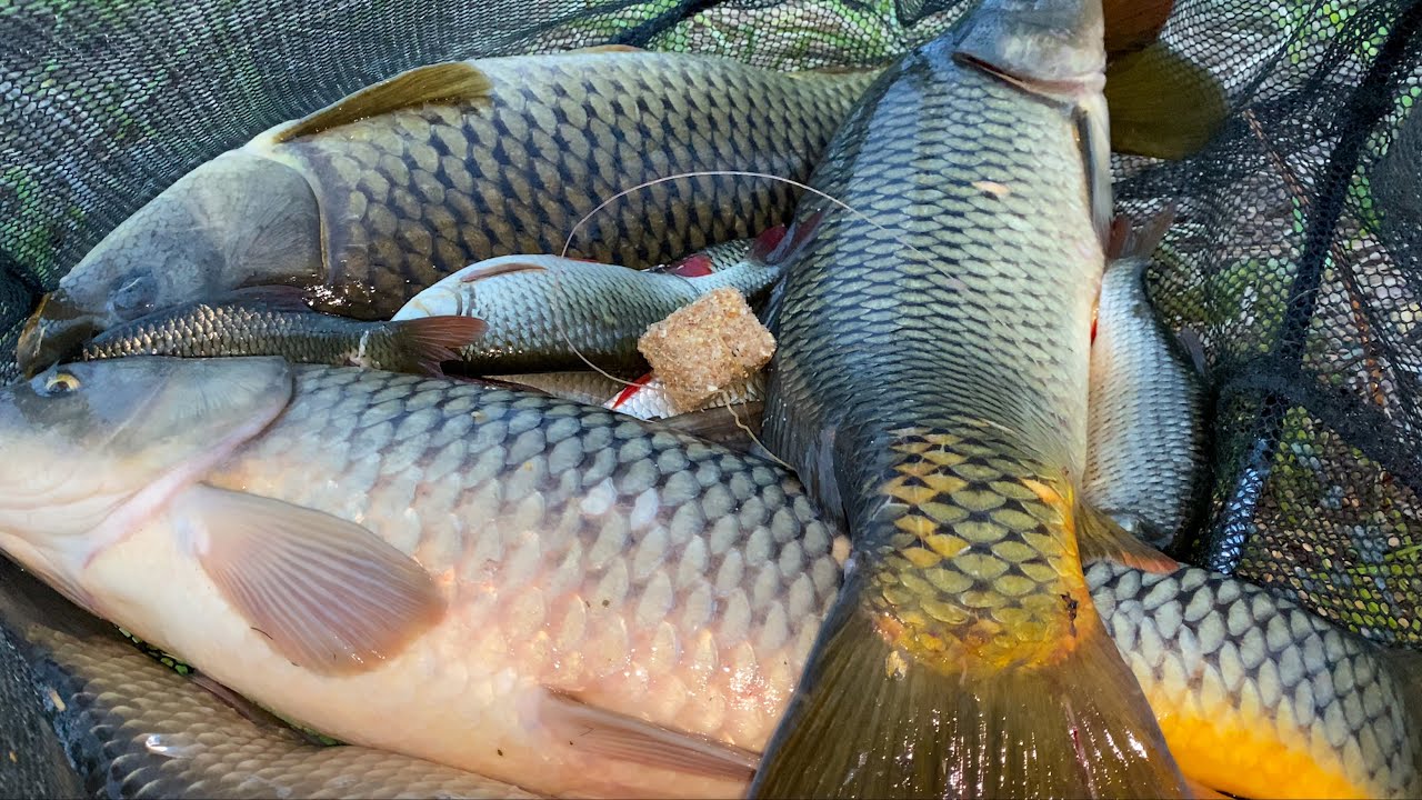 САМАЯ УБОЙНАЯ ОСНАСТКА НА САЗАНА! СУМАСШЕДШИЙ КЛЁВ НА ЖМЫХ! Наловил столько, аж пришлось выпускать.