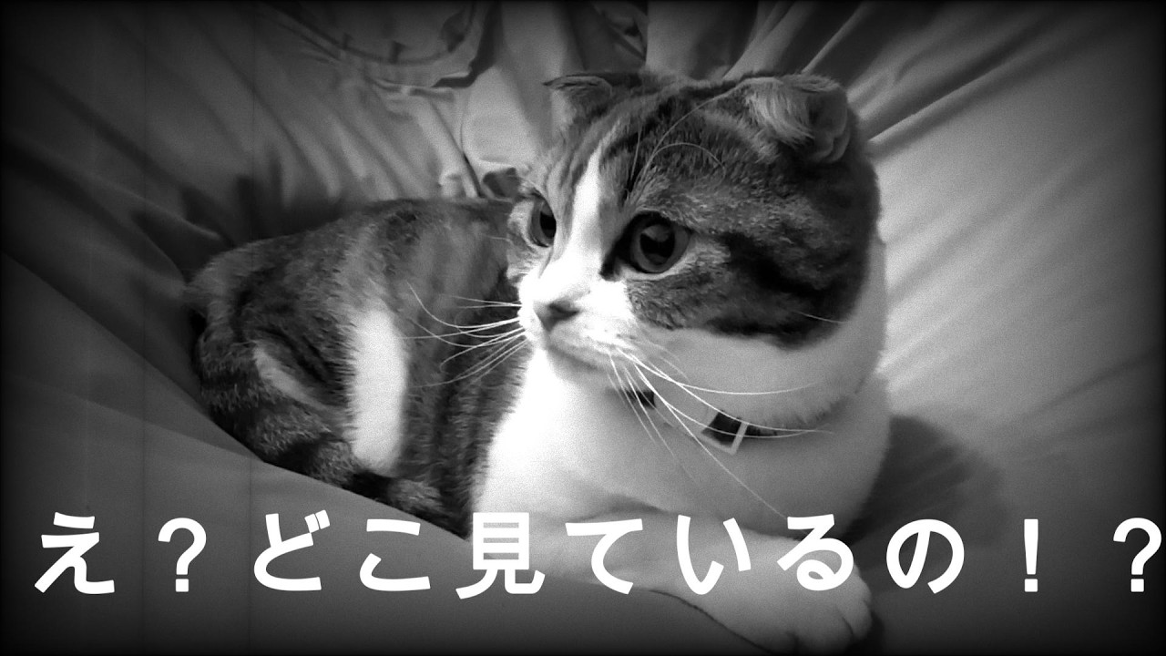 【三毛ホラー】チョットどこ見てるの？／My calico cat is staring at nothing.