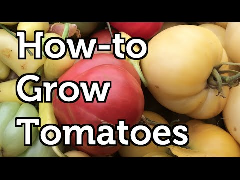 Indeterminant tomato