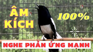 Chòe Than Hót Chuẩn GIỌNG NÚI RỪNG || Luyện Choè than HÓT HAY - Kích Chòe Than Hót Đấu | choe than