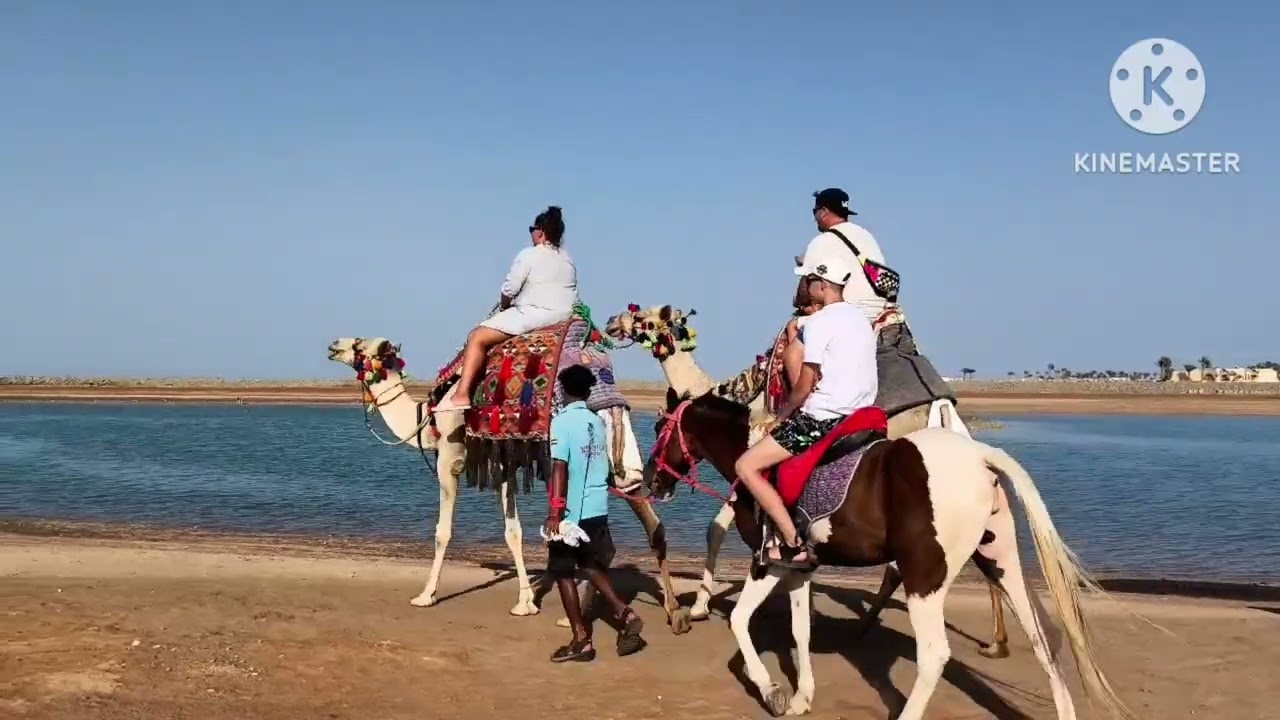 Конная прогулка на лошади по пляжу на берегу Красного моря в Египте .