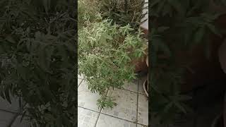 Piante Di Cedrina In Vaso...