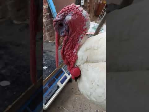 وزن الرومى الابيض عمر ٤شهور الوزن مفاجأة