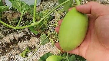 Cách Chăm Sóc Dưa Lưới Sau Khi Thụ Phấn