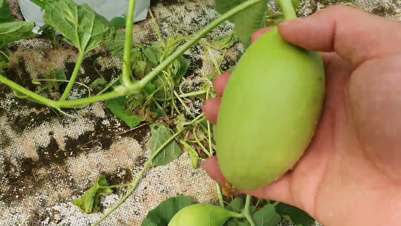 Cách Chăm Sóc Dưa Lưới Sau Khi Thụ Phấn