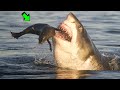 EL PODER DEL TIBURON VS cocodrilo, hipopotamo, pulpo, foca | LEY DEL MÁS FUERTE