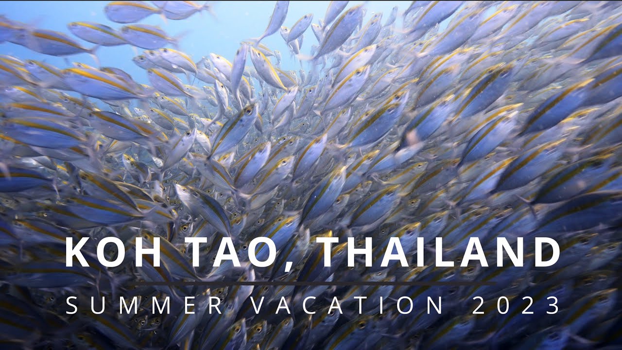 タイの離島、タオ島でダイビング。2023年夏