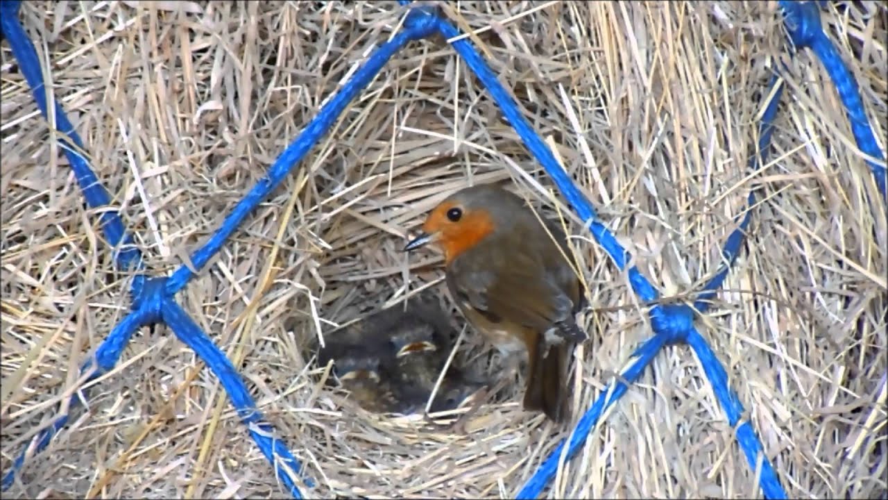 Robins nest,hay net