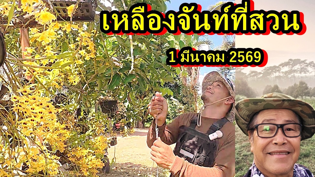 ปลูกเหลืองจันท์,เหลืองจันท์บาน,วันที่1 มีนาคม 2569,อนันต์ เข็มทอง