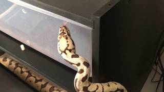 Bumblebee het Clown getting ready for night out on town