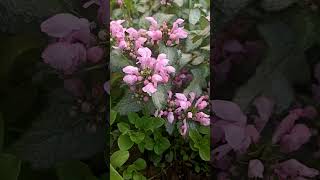 Pink Pewter Lamium